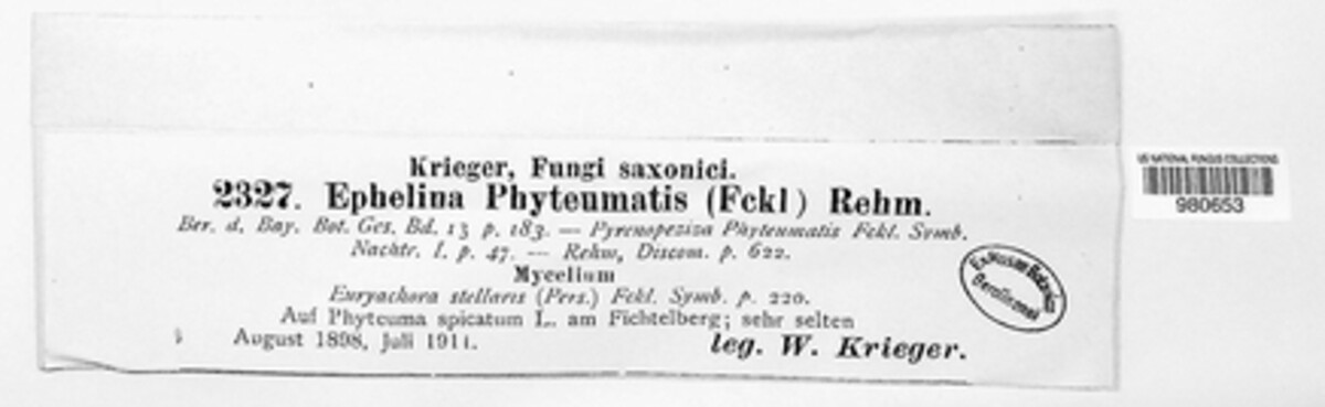 Ephelina phyteumatis image